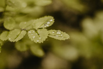 Close-up of water drops on plant leaves