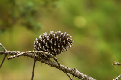 Close-up of plant on branch