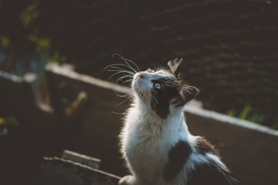 Close-up of a cat looking away