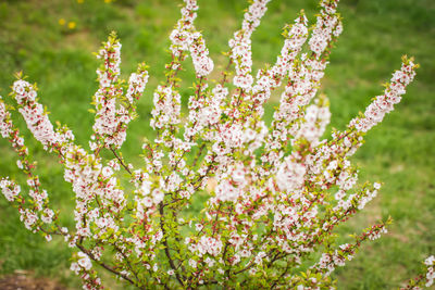 Close-up of flowering plants on field