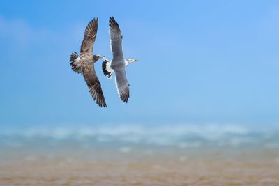 Low angle view of eagle flying in sky