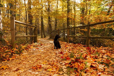 Woman with autumn leaves in forest