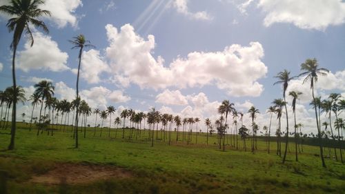 Palm trees on grassy field against cloudy sky