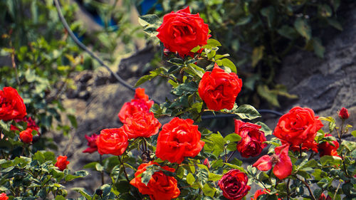 Close-up of red roses against plants