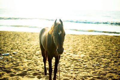 Horse standing on sand at beach