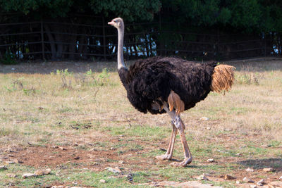 Lion standing on a land