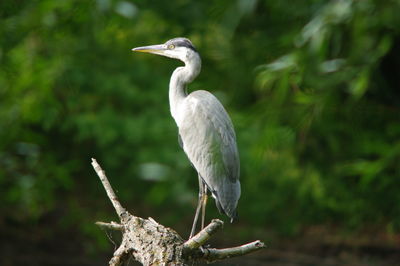 Close-up of bird perching on a plant