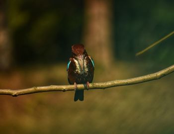 Close-up of bird perching on branch