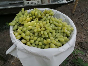 High angle view of fruits in container