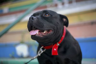 Close-up of dog looking away