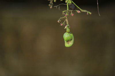 Close-up of fruits hanging on plant