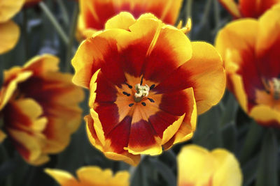 Close-up of flowers blooming outdoors