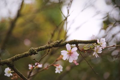 Close-up of cherry blossoms in spring