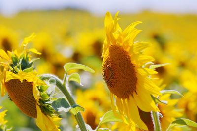 Close-up of sunflower on field