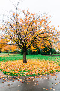 Autumn tree on field against sky