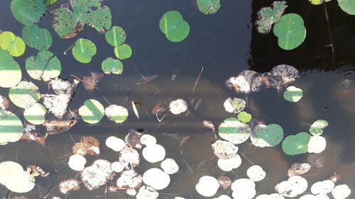 High angle view of water lily leaves floating on lake