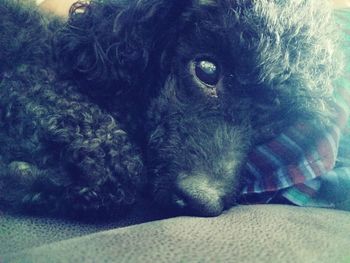 Close-up portrait of dog