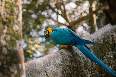 Blue arara resting on a tree