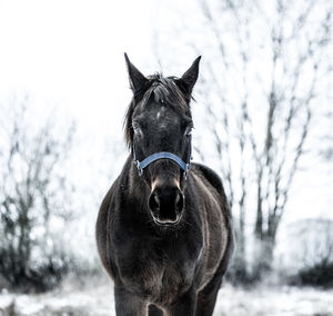 Portrait of horse on field