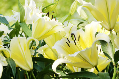 Close-up of yellow flowering plant