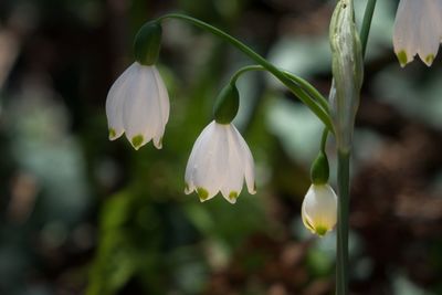 Close-up of white flowering plant