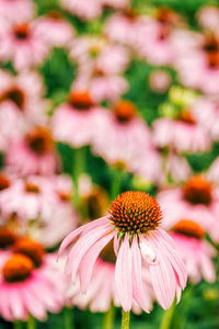 Close-up of coneflowers blooming outdoors