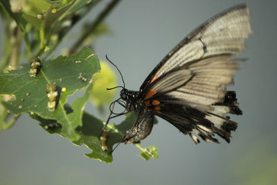 Close-up of butterfly on leaf