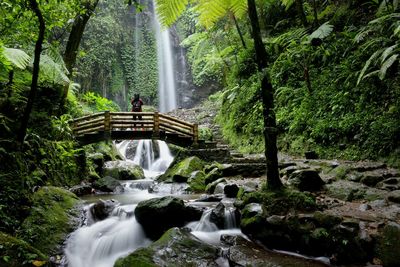 Scenic view of waterfall in forest