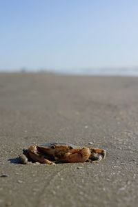 Close-up of crab on beach