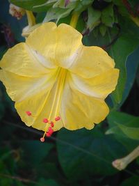 Close-up of yellow flower