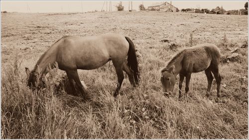 Horses grazing on field