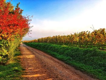 Scenic view of field against sky during autumn