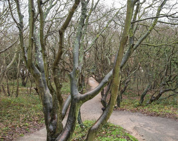 Bare trees in forest