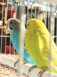 Close-up of bird in cage