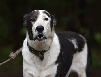 Close-up portrait of dog sticking out tongue outdoors