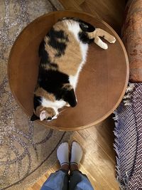 High angle view of cat on floor