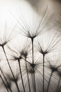 Close-up of dandelion against cloudy sky