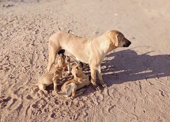 View of a dog on the beach