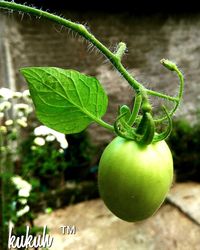 Close-up of fruit growing on plant