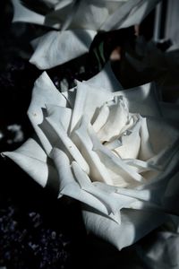 High angle view of white flowers on paper