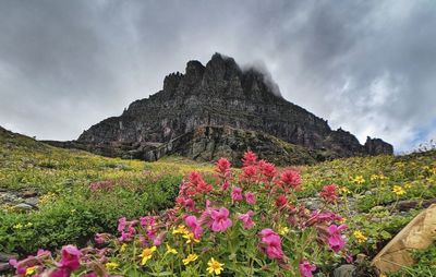 Scenic view of flowering plants on land against sky