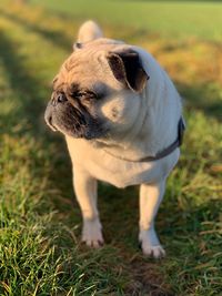 Close-up of a dog on field