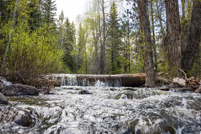 Scenic view of river in forest against sky