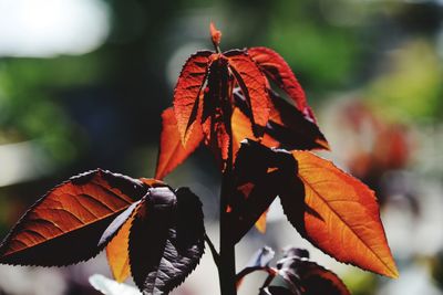 Close-up of dry leaves on plant during autumn