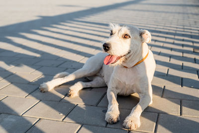 High angle view of dog looking away on footpath