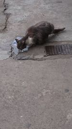 High angle view of cat lying on ground