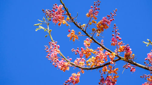 Low angle view of cherry blossom against blue sky