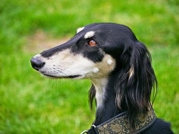 Close-up of a dog looking away