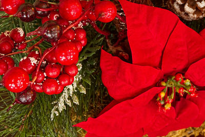 Close-up of red berries growing on plant