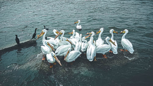 Springtime has arrived and the pelican birds sit out under the bright warm sun on the fox river 